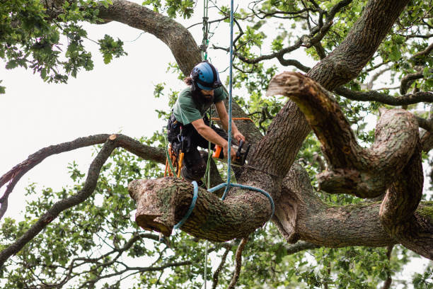 Best Seasonal Cleanup  in Bay, AR